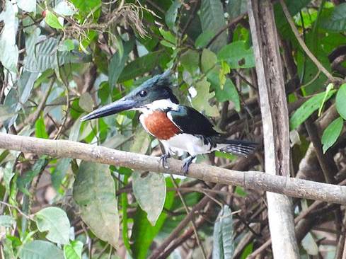 木の枝に止まっている鳥
AI 生成コンテンツは誤りを含む可能性があります。