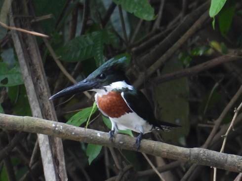 木の枝に止まっている鳥
AI 生成コンテンツは誤りを含む可能性があります。