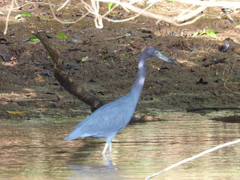水の中にいる鳥
AI 生成コンテンツは誤りを含む可能性があります。