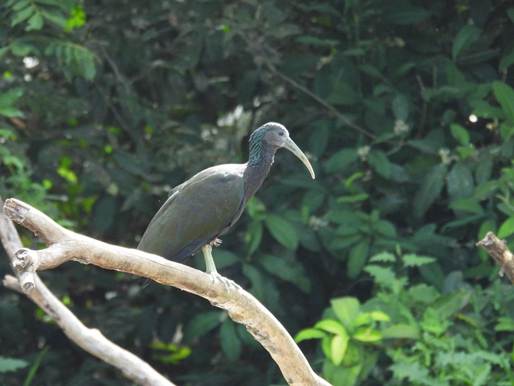 森の中にいる鳥
AI 生成コンテンツは誤りを含む可能性があります。