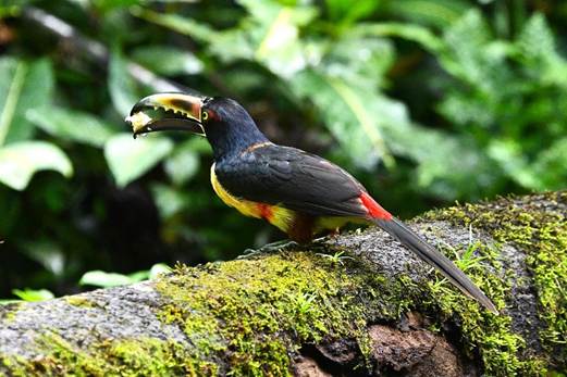 森の中にいる鳥
AI 生成コンテンツは誤りを含む可能性があります。