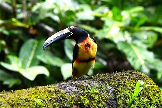 木の枝に止まっている鳥
AI 生成コンテンツは誤りを含む可能性があります。