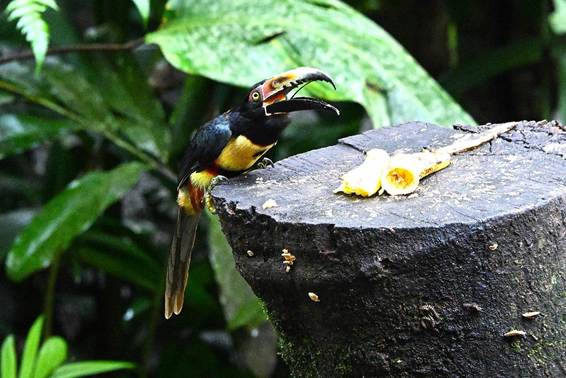 動物, 屋外, オオサンショウウオ, 座る が含まれている画像
AI 生成コンテンツは誤りを含む可能性があります。