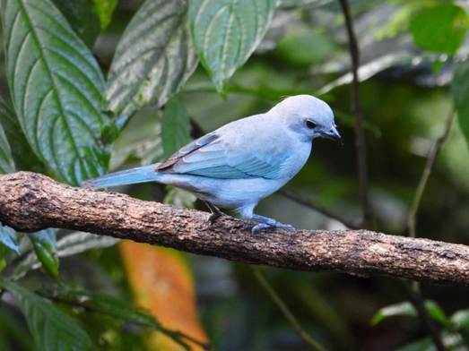 木の枝に止まっている鳥
AI 生成コンテンツは誤りを含む可能性があります。