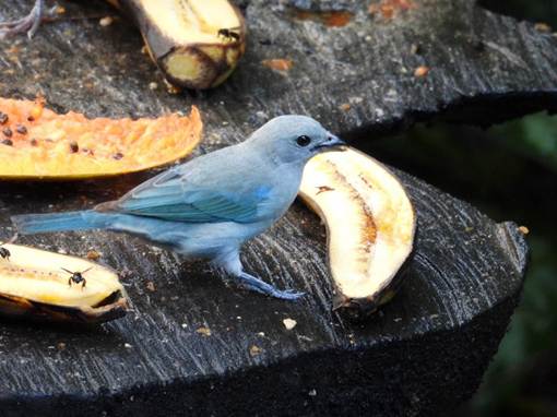 バナナを食べる鳥
AI 生成コンテンツは誤りを含む可能性があります。