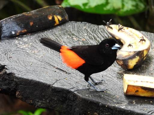 オレンジ色の鳥
AI 生成コンテンツは誤りを含む可能性があります。