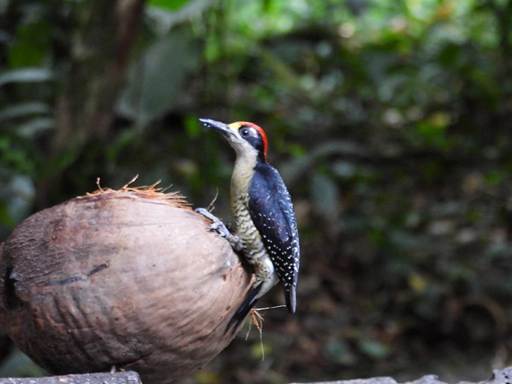 森の中にいる鳥
AI 生成コンテンツは誤りを含む可能性があります。