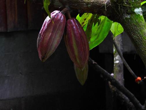 花が咲いている植物
AI 生成コンテンツは誤りを含む可能性があります。