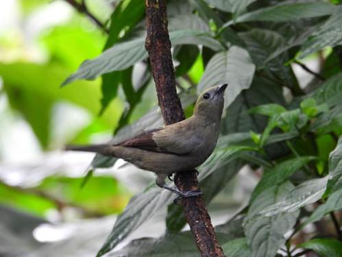 木の枝に止まっている鳥
AI 生成コンテンツは誤りを含む可能性があります。