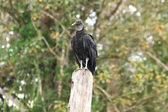 木の枝に止まっている鳥
AI 生成コンテンツは誤りを含む可能性があります。