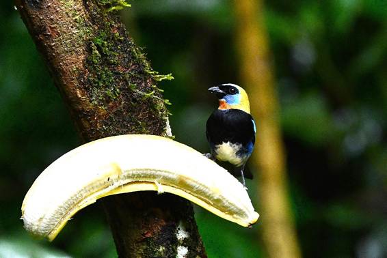 木の枝に止まっている鳥
AI 生成コンテンツは誤りを含む可能性があります。