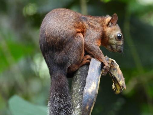 屋外にいるリス
AI 生成コンテンツは誤りを含む可能性があります。