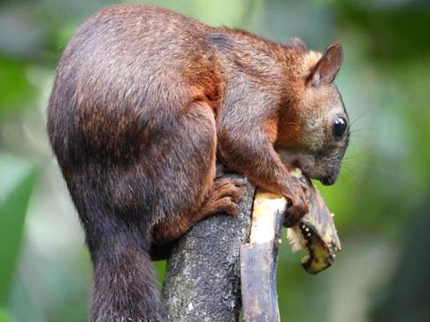 クマのリス
AI 生成コンテンツは誤りを含む可能性があります。