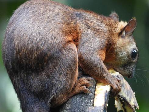 口を開けているリス
AI 生成コンテンツは誤りを含む可能性があります。