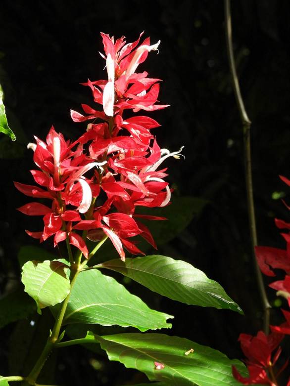 花が咲いている植物
AI 生成コンテンツは誤りを含む可能性があります。