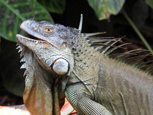 上を見上げているトカゲ
AI 生成コンテンツは誤りを含む可能性があります。