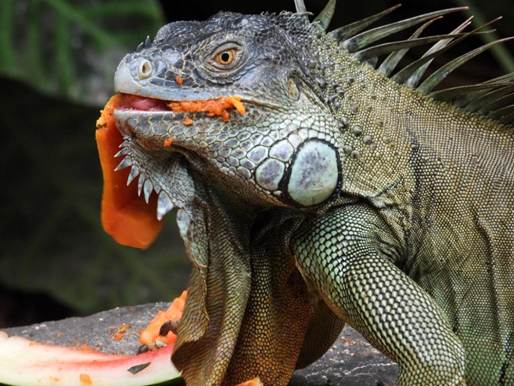 口を開けた爬虫類
AI 生成コンテンツは誤りを含む可能性があります。