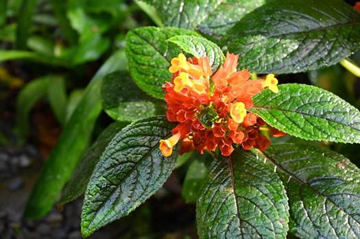 花が咲いている植物
AI 生成コンテンツは誤りを含む可能性があります。