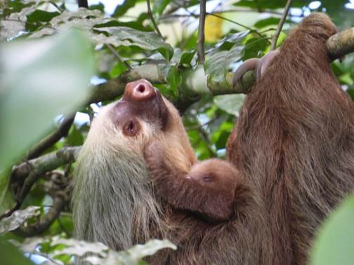 動物の顔
AI 生成コンテンツは誤りを含む可能性があります。