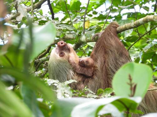 森の中にいる動物
AI 生成コンテンツは誤りを含む可能性があります。