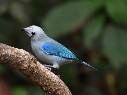 木の枝に止まっている鳥
AI 生成コンテンツは誤りを含む可能性があります。