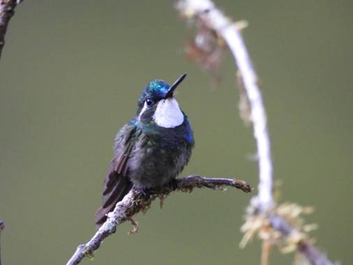 木の枝に止まっている鳥
AI 生成コンテンツは誤りを含む可能性があります。