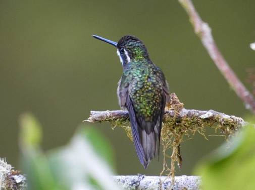 木の枝に止まっている鳥
AI 生成コンテンツは誤りを含む可能性があります。