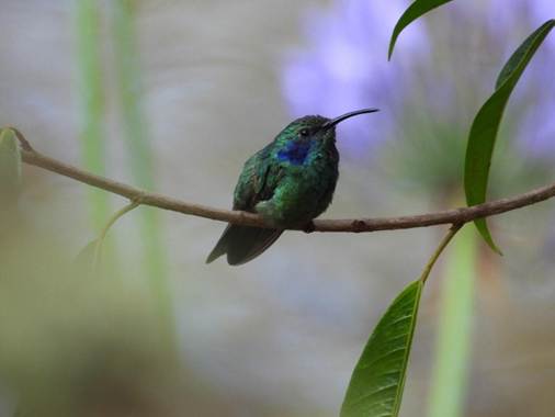 木の枝に止まっている鳥
AI 生成コンテンツは誤りを含む可能性があります。