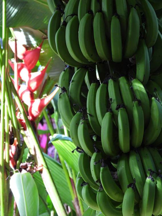 緑のバナナの束
AI 生成コンテンツは誤りを含む可能性があります。