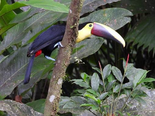 木の枝に止まっている鳥
AI 生成コンテンツは誤りを含む可能性があります。