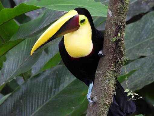 木の枝に止まっている鳥
AI 生成コンテンツは誤りを含む可能性があります。