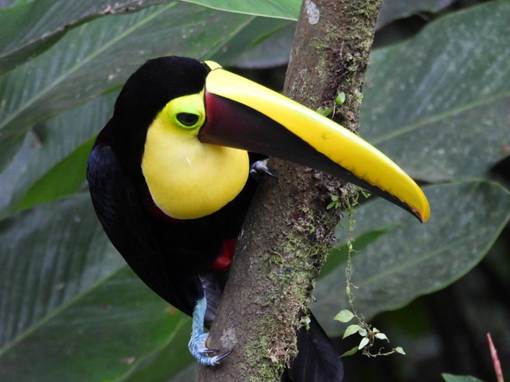 木の枝に止まっている鳥
AI 生成コンテンツは誤りを含む可能性があります。