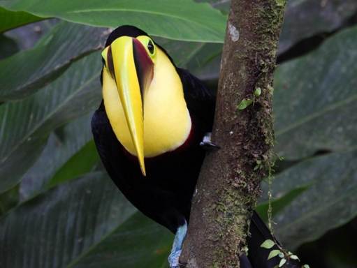 木の枝に止まっている鳥
AI 生成コンテンツは誤りを含む可能性があります。