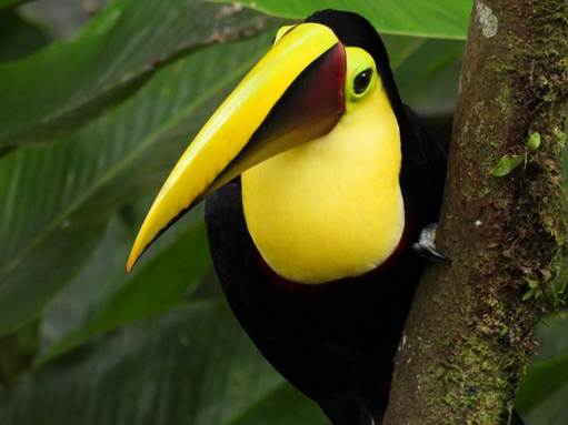 動物, 鳥, 屋外, 座る が含まれている画像
AI 生成コンテンツは誤りを含む可能性があります。