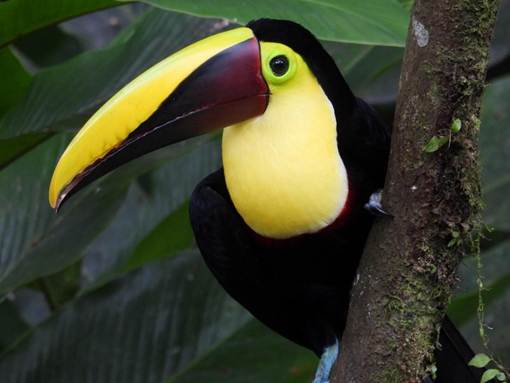 緑の鳥
AI 生成コンテンツは誤りを含む可能性があります。