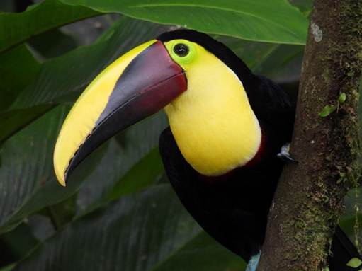 木の枝に止まっている鳥
AI 生成コンテンツは誤りを含む可能性があります。