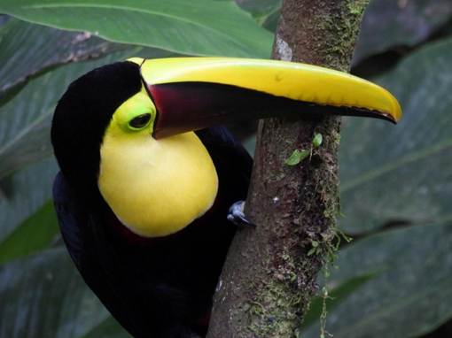 木の枝に止まっている鳥のアップ
AI 生成コンテンツは誤りを含む可能性があります。