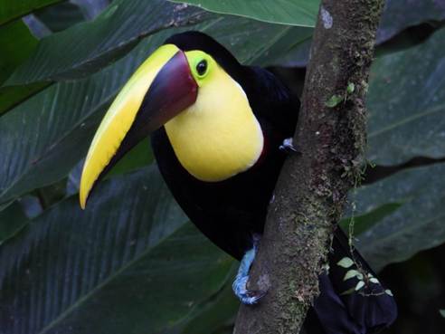 緑の鳥
AI 生成コンテンツは誤りを含む可能性があります。