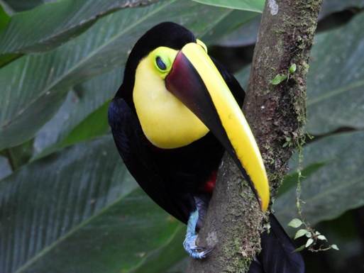 カラフルな鳥
AI 生成コンテンツは誤りを含む可能性があります。