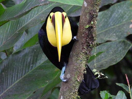 バナナの木に止まっている鳥
AI 生成コンテンツは誤りを含む可能性があります。