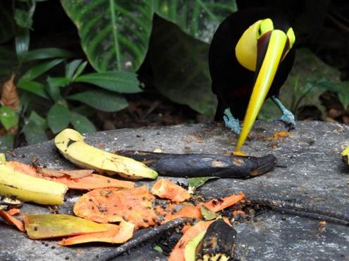 座る, テーブル, 食品, 鳥 が含まれている画像
AI 生成コンテンツは誤りを含む可能性があります。