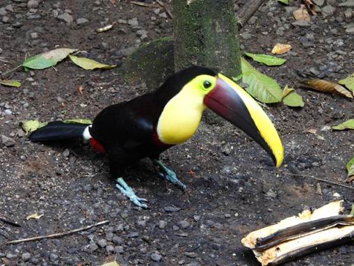 カラフルな鳥
AI 生成コンテンツは誤りを含む可能性があります。