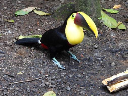 バナナを食べる鳥
AI 生成コンテンツは誤りを含む可能性があります。