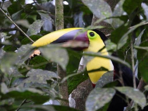 木の枝に止まっている鳥のアップ
AI 生成コンテンツは誤りを含む可能性があります。