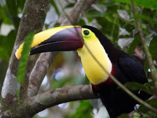 木の枝に止まっている鳥
AI 生成コンテンツは誤りを含む可能性があります。