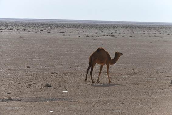 砂浜を歩いているラクダ
AI 生成コンテンツは誤りを含む可能性があります。