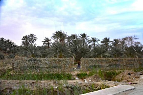 草, 屋外, フィールド, ウシ が含まれている画像
AI 生成コンテンツは誤りを含む可能性があります。